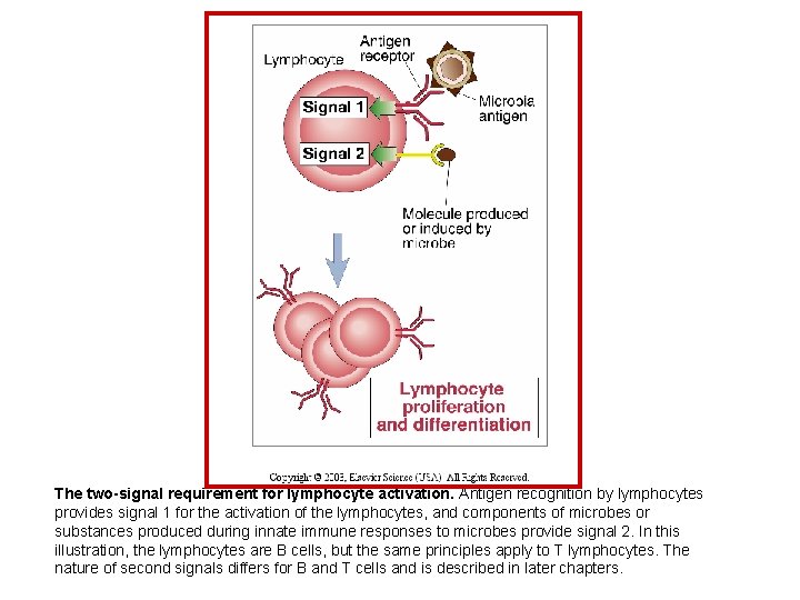 The two-signal requirement for lymphocyte activation. Antigen recognition by lymphocytes provides signal 1 for