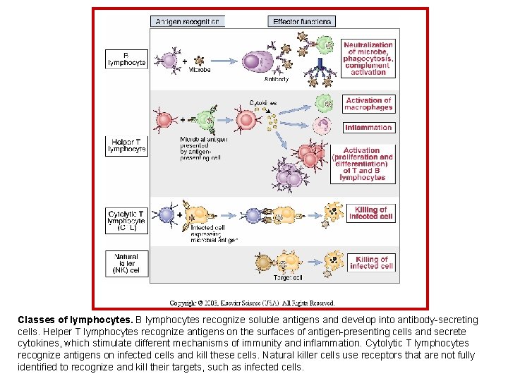 Classes of lymphocytes. B lymphocytes recognize soluble antigens and develop into antibody-secreting cells. Helper