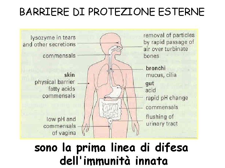 BARRIERE DI PROTEZIONE ESTERNE sono la prima linea di difesa dell'immunità innata 