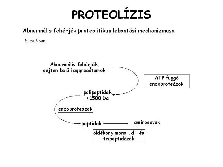 9. Előadás. Peptidek,fehérjék
