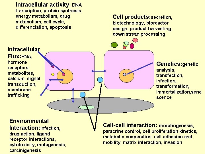 Intracellular activity: DNA trancription, protein synthesis, energy metabolism, drug metabolism, cell cycle, differenciation, apoptosis Intracellular activity: DNA trancription, protein synthesis, energy metabolism, drug metabolism, cell cycle, differenciation, apoptosis