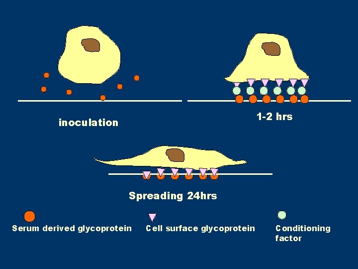 1 -2 hrs inoculation Spreading 24 hrs Serum derived glycoprotein Cell surface glycoprotein Conditioning 1 -2 hrs inoculation Spreading 24 hrs Serum derived glycoprotein Cell surface glycoprotein Conditioning