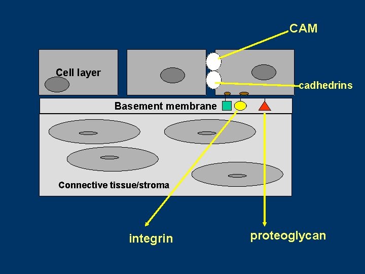 CAM Cell layer cadhedrins Basement membrane Connective tissue/stroma integrin proteoglycan CAM Cell layer cadhedrins Basement membrane Connective tissue/stroma integrin proteoglycan
