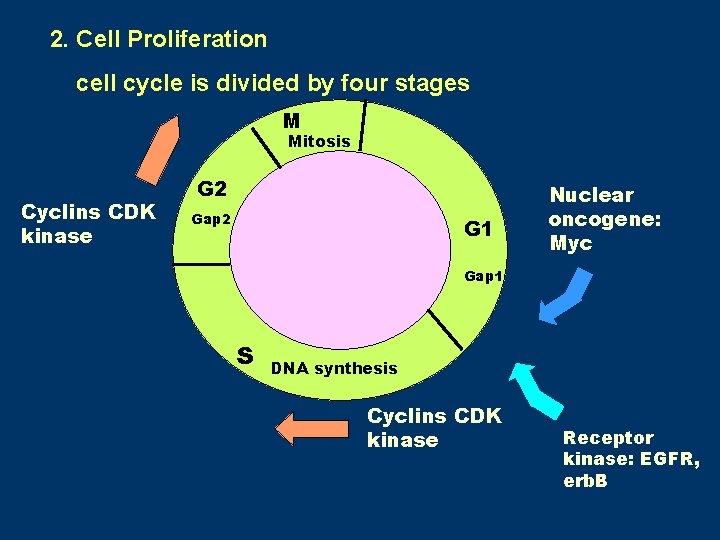 2. Cell Proliferation cell cycle is divided by four stages M Mitosis Cyclins CDK 2. Cell Proliferation cell cycle is divided by four stages M Mitosis Cyclins CDK