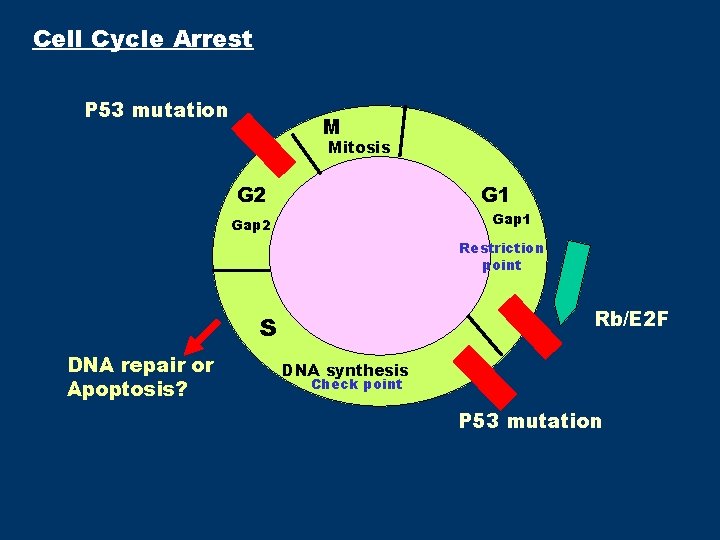 Cell Cycle Arrest P 53 mutation M Mitosis G 2 G 1 Gap 2 Cell Cycle Arrest P 53 mutation M Mitosis G 2 G 1 Gap 2
