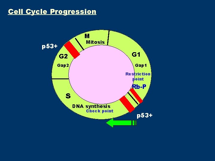 Cell Cycle Progression M Mitosis p 53+ G 1 G 2 Gap 1 Restriction Cell Cycle Progression M Mitosis p 53+ G 1 G 2 Gap 1 Restriction