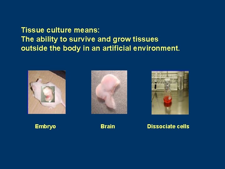 Tissue culture means: The ability to survive and grow tissues outside the body in Tissue culture means: The ability to survive and grow tissues outside the body in