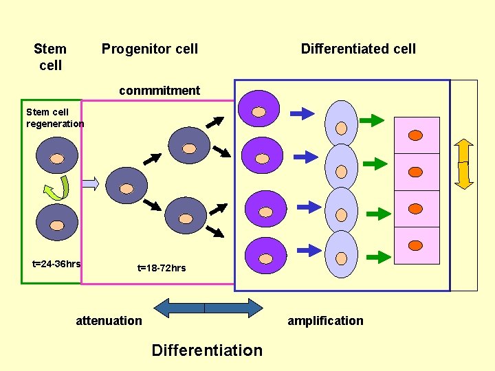Stem cell Progenitor cell Differentiated cell conmmitment Stem cell regeneration t=24 -36 hrs t=18 Stem cell Progenitor cell Differentiated cell conmmitment Stem cell regeneration t=24 -36 hrs t=18