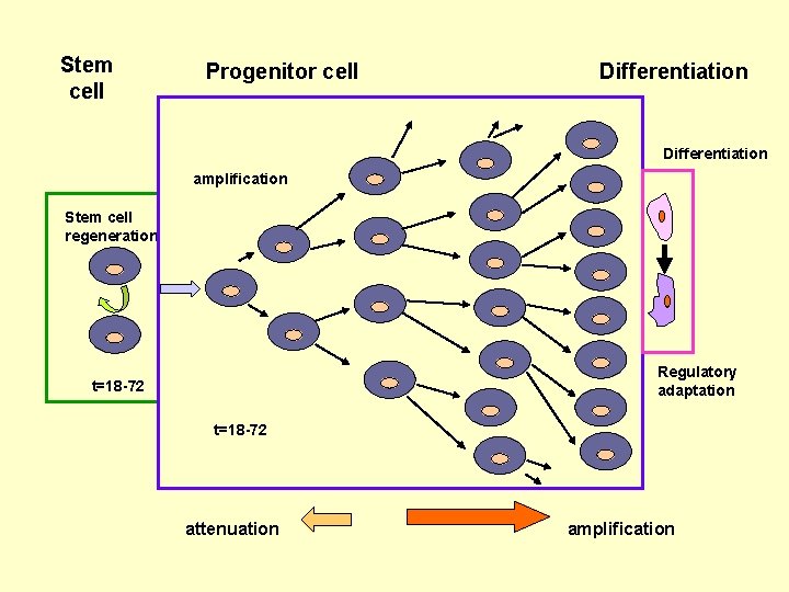 Stem cell Progenitor cell Differentiation amplification Stem cell regeneration Regulatory adaptation t=18 -72 attenuation Stem cell Progenitor cell Differentiation amplification Stem cell regeneration Regulatory adaptation t=18 -72 attenuation
