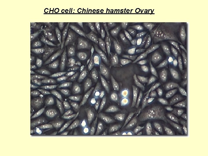 CHO cell: Chinese hamster Ovary CHO cell: Chinese hamster Ovary