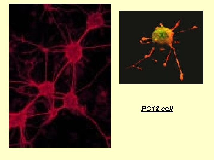 PC 12 cell PC 12 cell