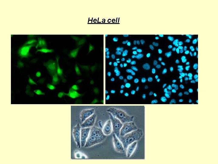 He. La cell He. La cell