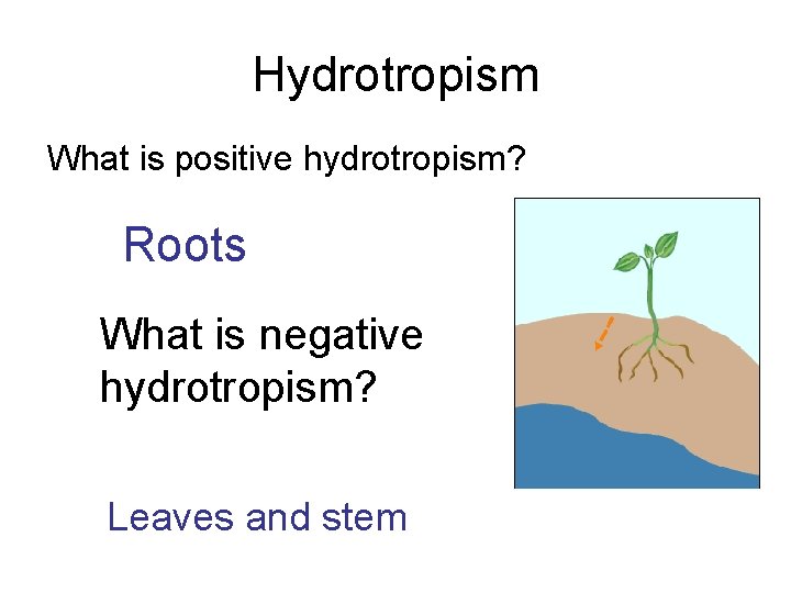 Hydrotropism What is positive hydrotropism? Roots What is negative hydrotropism? Leaves and stem 