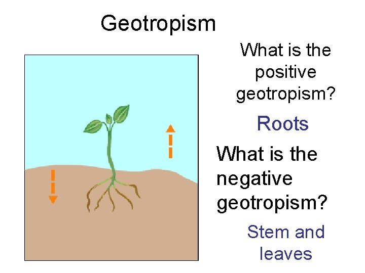 Geotropism What is the positive geotropism? Roots What is the negative geotropism? Stem and