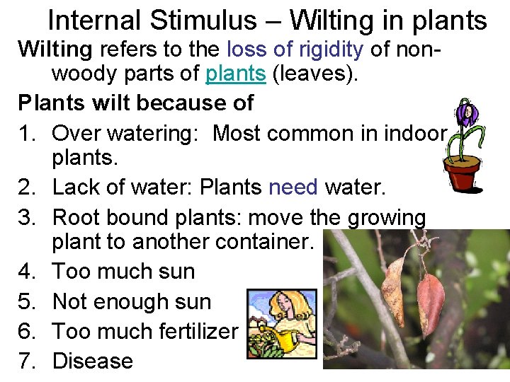 Internal Stimulus – Wilting in plants Wilting refers to the loss of rigidity of