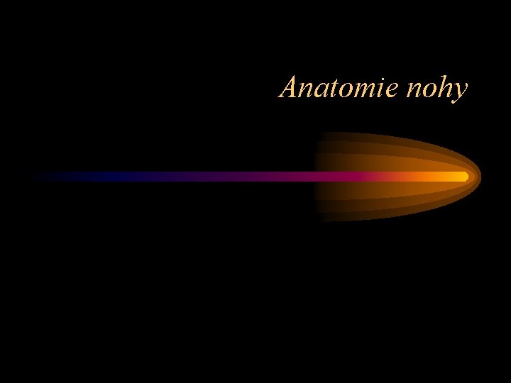 Anatomie nohy 