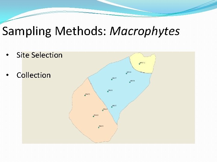 Sampling Methods: Macrophytes • Site Selection • Collection 