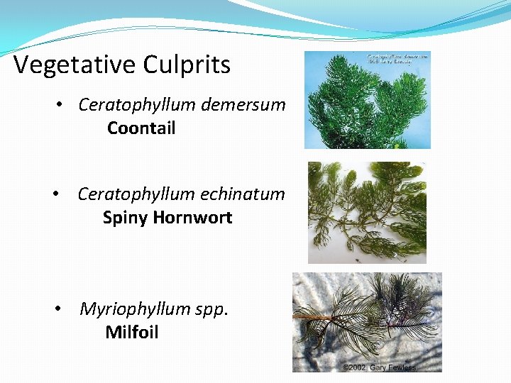 Vegetative Culprits • Ceratophyllum demersum Coontail • Ceratophyllum echinatum Spiny Hornwort • Myriophyllum spp.