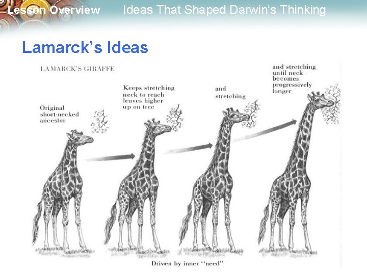 Lesson Overview Ideas That Shaped Darwin’s Thinking Lamarck’s Ideas 