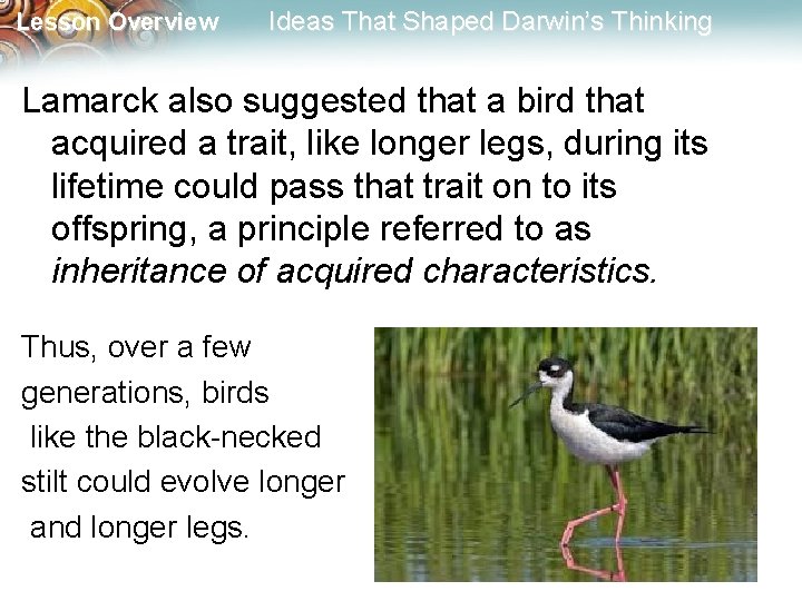 Lesson Overview Ideas That Shaped Darwin’s Thinking Lamarck also suggested that a bird that