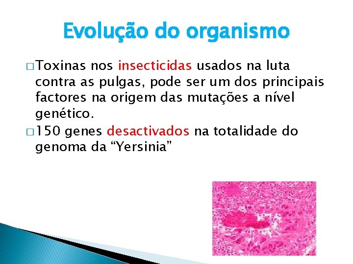 Evolução do organismo � Toxinas nos insecticidas usados na luta contra as pulgas, pode