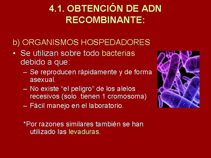 4. 1. OBTENCIÓN DE ADN RECOMBINANTE: b) ORGANISMOS HOSPEDADORES • Se utilizan sobre todo