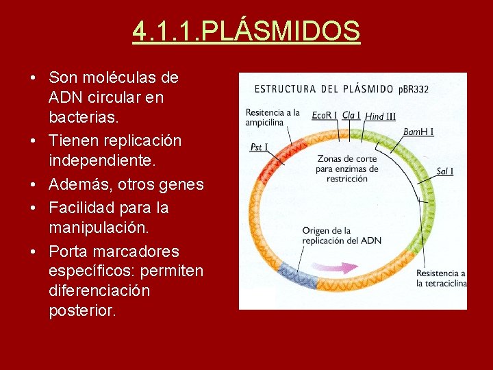 4. 1. 1. PLÁSMIDOS • Son moléculas de ADN circular en bacterias. • Tienen