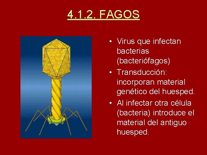 4. 1. 2. FAGOS • Virus que infectan bacterias (bacteriófagos) • Transducción: incorporan material