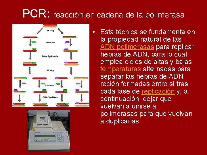 PCR: reacción en cadena de la polimerasa • Esta técnica se fundamenta en la