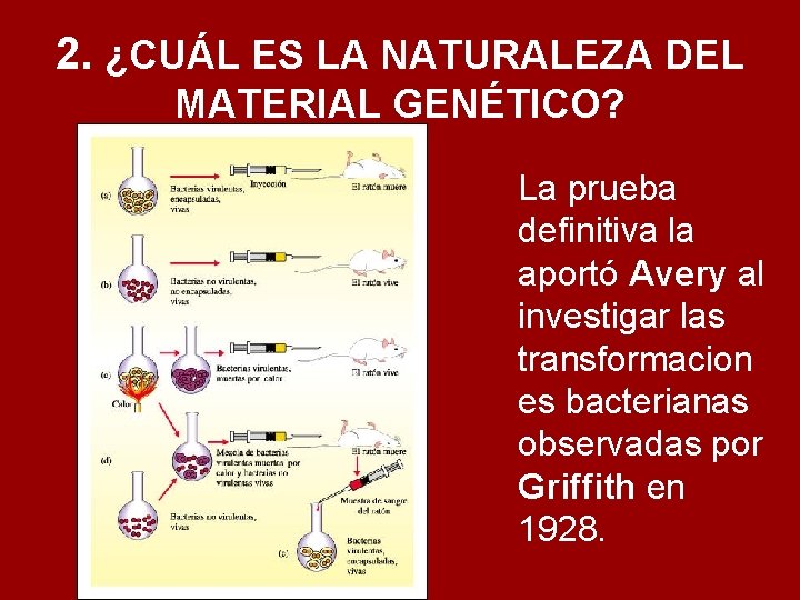 2. ¿CUÁL ES LA NATURALEZA DEL MATERIAL GENÉTICO? La prueba definitiva la aportó Avery