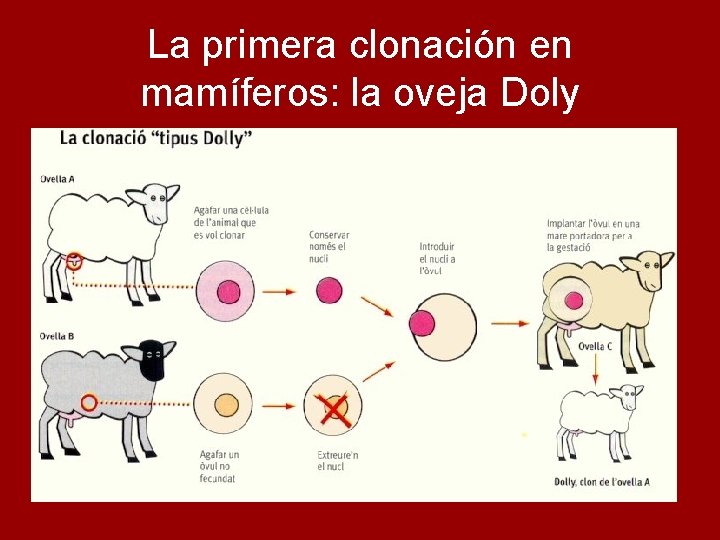 La primera clonación en mamíferos: la oveja Doly 