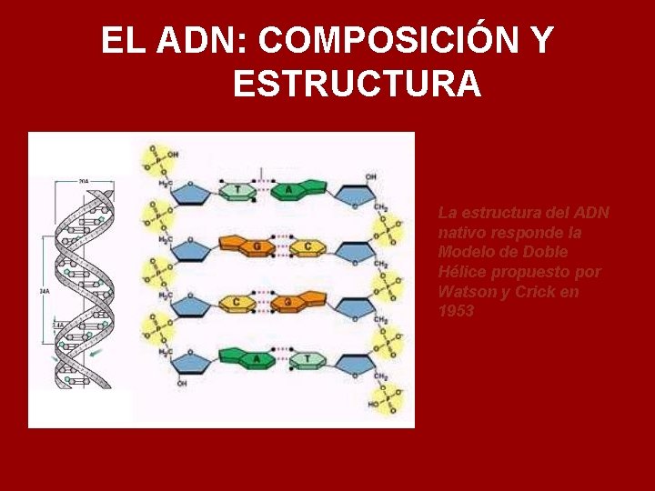 EL ADN: COMPOSICIÓN Y ESTRUCTURA La estructura del ADN nativo responde la Modelo de