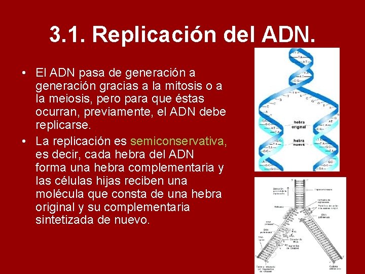 3. 1. Replicación del ADN. • El ADN pasa de generación a generación gracias