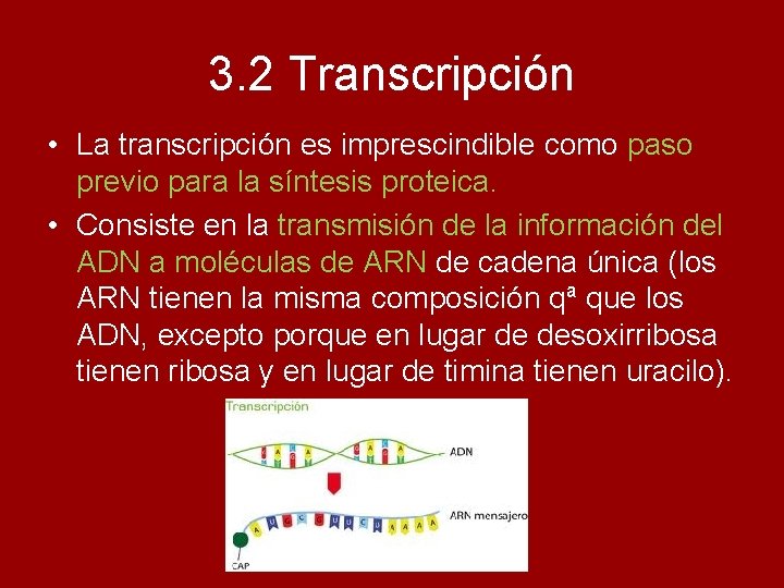 3. 2 Transcripción • La transcripción es imprescindible como paso previo para la síntesis