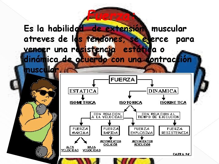 Fuerza: Es la habilidad de extensión muscular atreves de los tendones, se ejerce para