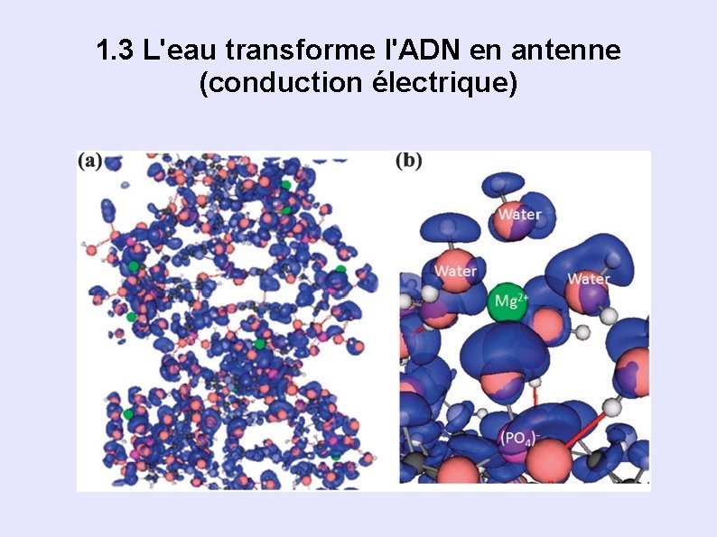 1. 3 L'eau transforme l'ADN en antenne (conduction électrique) 1. 3 L'eau transforme l'ADN en antenne (conduction électrique)