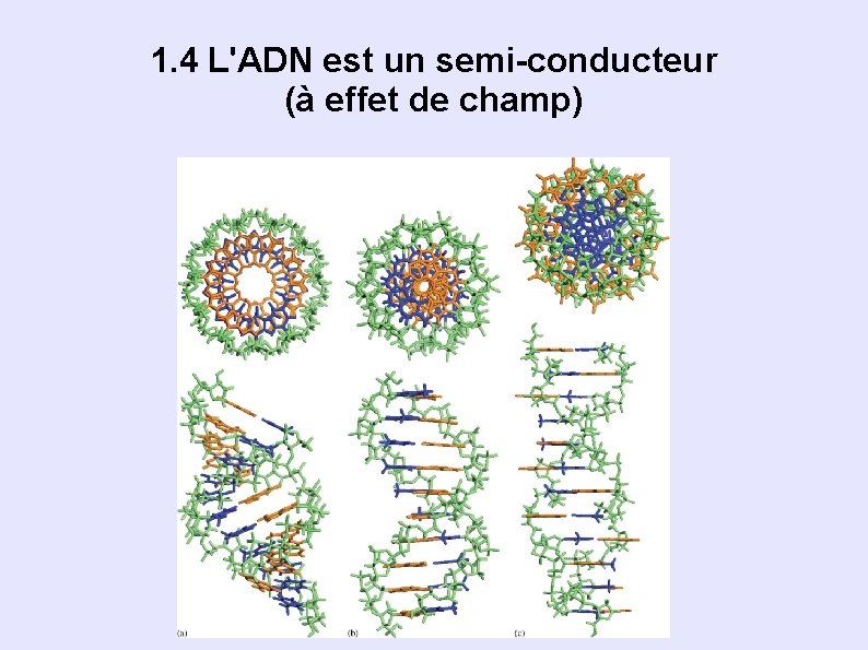 1. 4 L'ADN est un semi-conducteur (à effet de champ) 1. 4 L'ADN est un semi-conducteur (à effet de champ)
