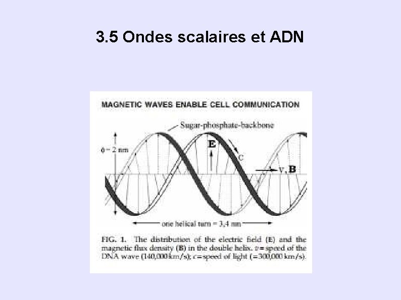 3. 5 Ondes scalaires et ADN 