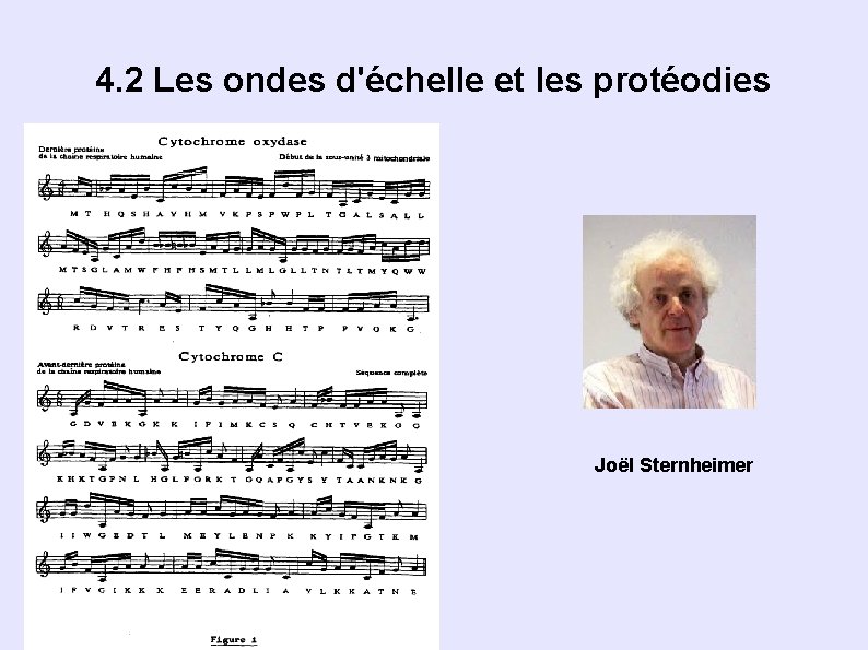 4. 2 Les ondes d'échelle et les protéodies Joël Sternheimer 