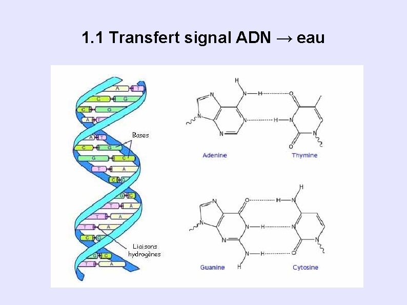 1. 1 Transfert signal ADN → eau 