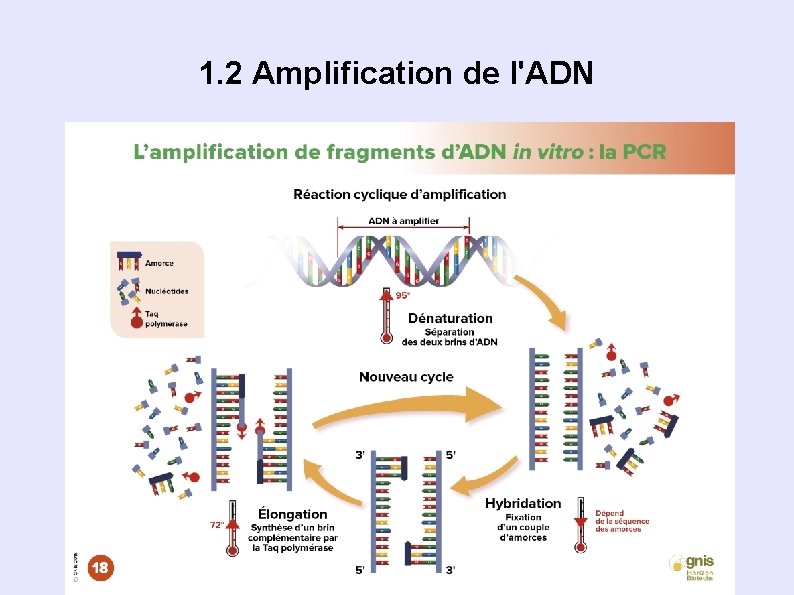 1. 2 Amplification de l'ADN 