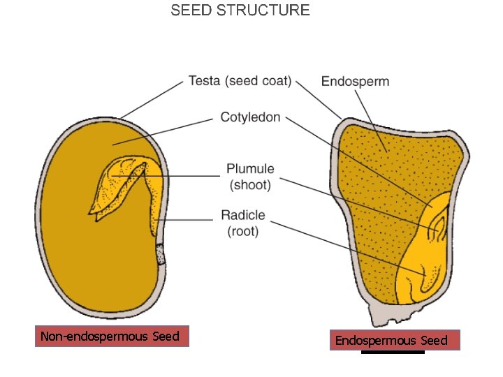 Non-endospermous Seed Endospermous Seed 