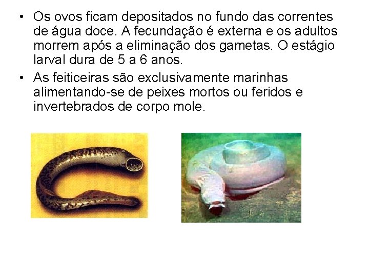  • Os ovos ficam depositados no fundo das correntes de água doce. A