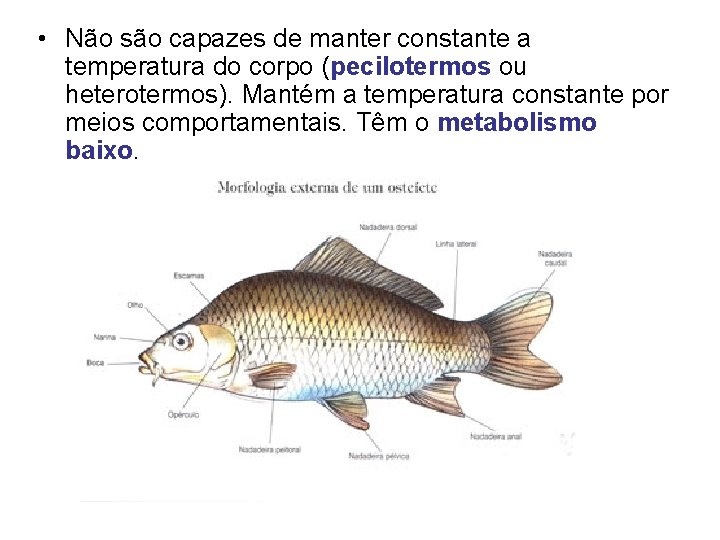  • Não são capazes de manter constante a temperatura do corpo (pecilotermos ou