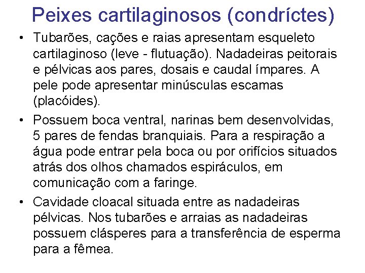 Peixes cartilaginosos (condríctes) • Tubarões, cações e raias apresentam esqueleto cartilaginoso (leve - flutuação).