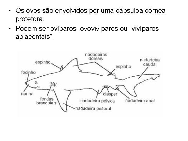  • Os ovos são envolvidos por uma cápsuloa córnea protetora. • Podem ser