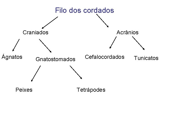 Filo dos cordados Craniados Ágnatos Peixes Gnatostomados Acrânios Cefalocordados Tetrápodes Tunicatos 