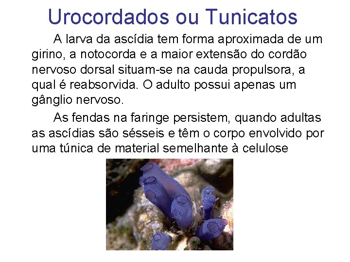 Urocordados ou Tunicatos A larva da ascídia tem forma aproximada de um girino, a