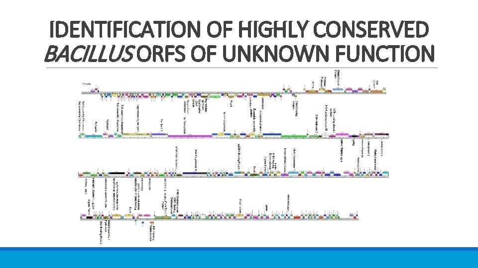 IDENTIFICATION OF HIGHLY CONSERVED BACILLUS ORFS OF UNKNOWN FUNCTION 