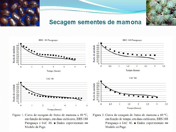 Secagem sementes de mamona 